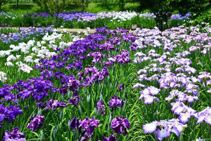 🏞️ 와가 강 그린파크(와가가와 그린파쿠) 이미지 7